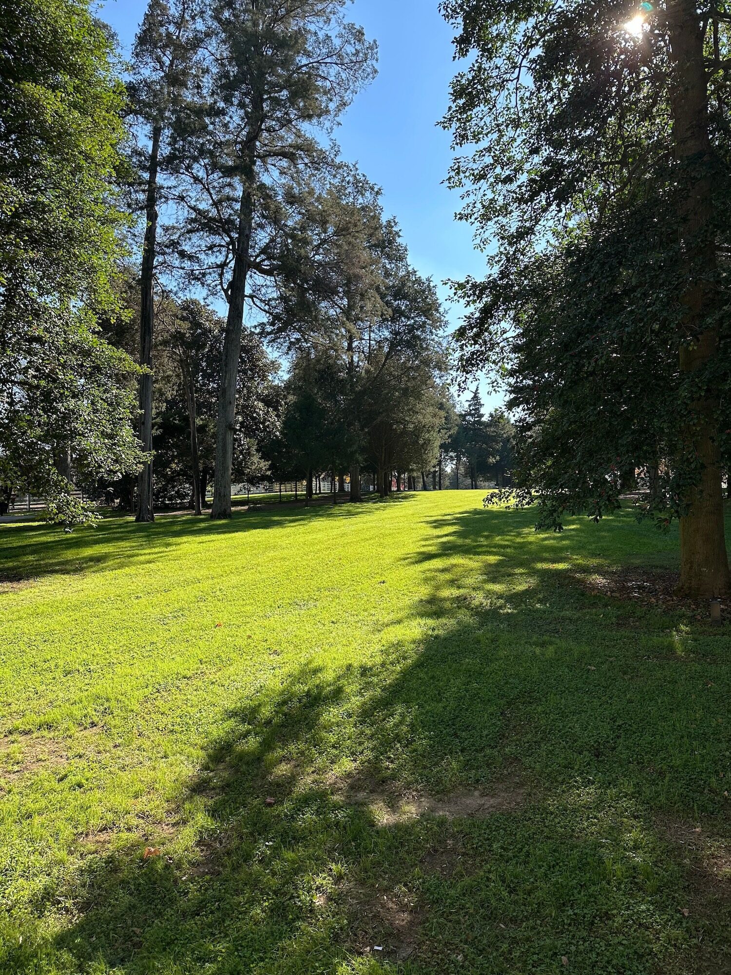 Trees at Andrew Jackson's Hermitage