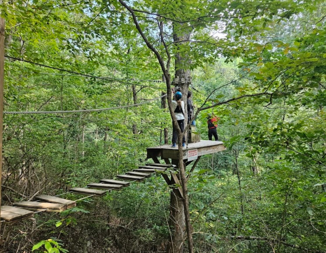 A zipline course in a dense wood