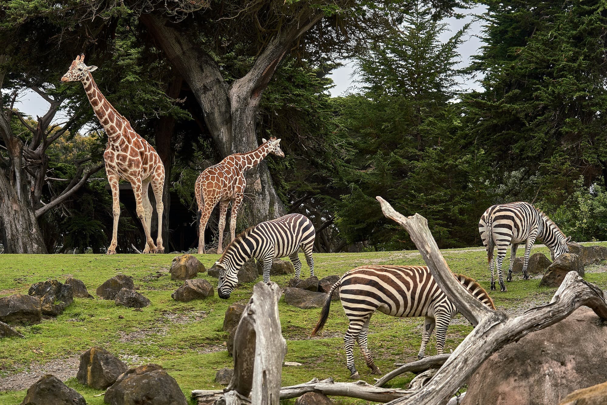 Giraffes and zebras at the zoo