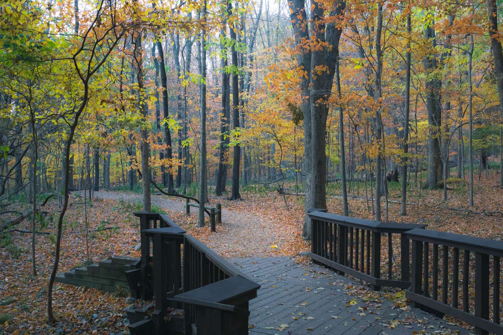 Radnor Lake in the fall