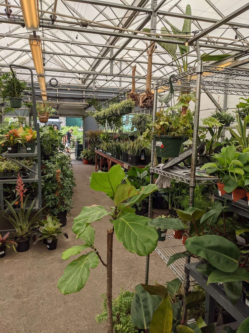 Gardens of Babylon plants inside greenhouse