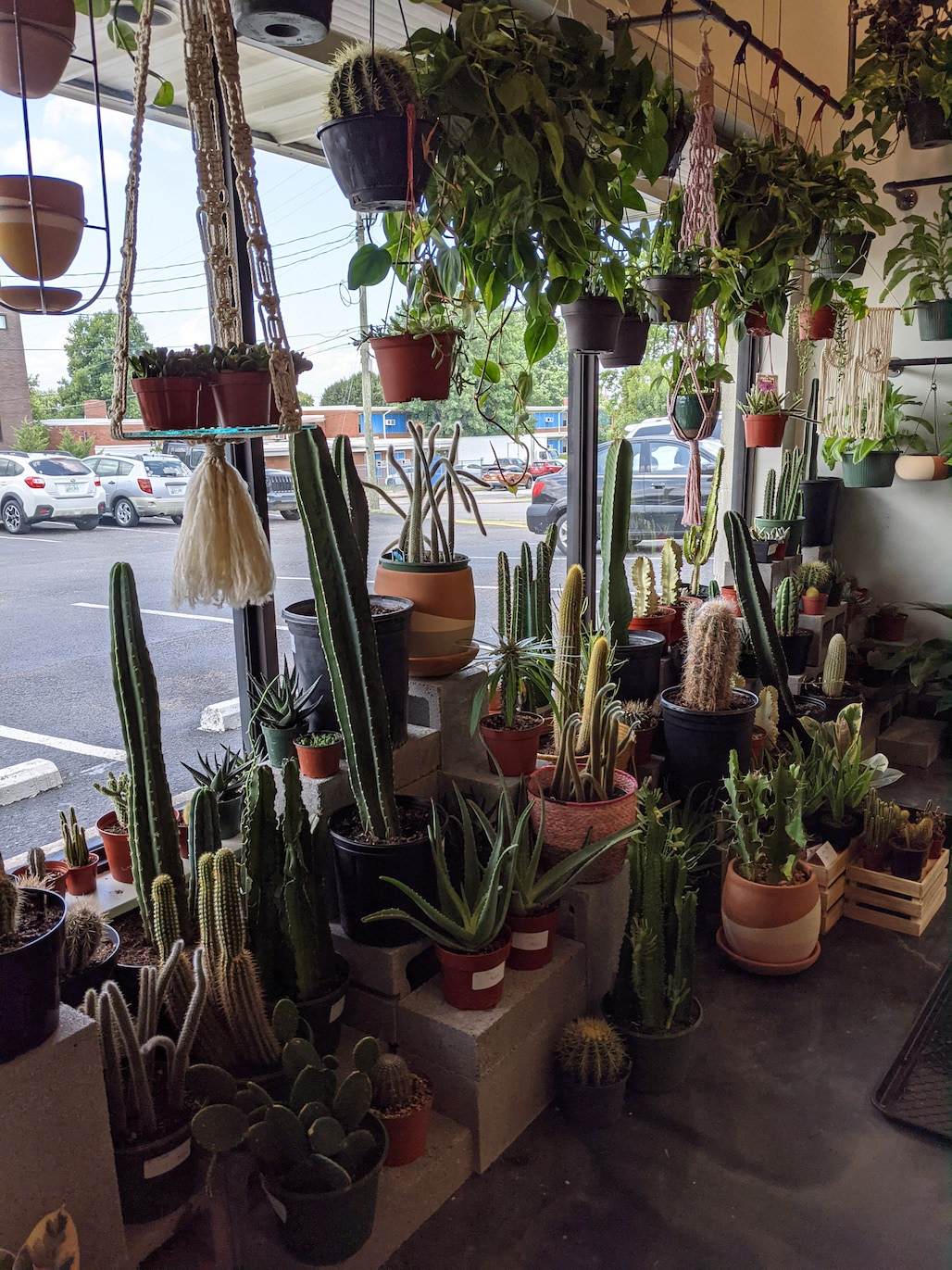Hoop House cacti by the window