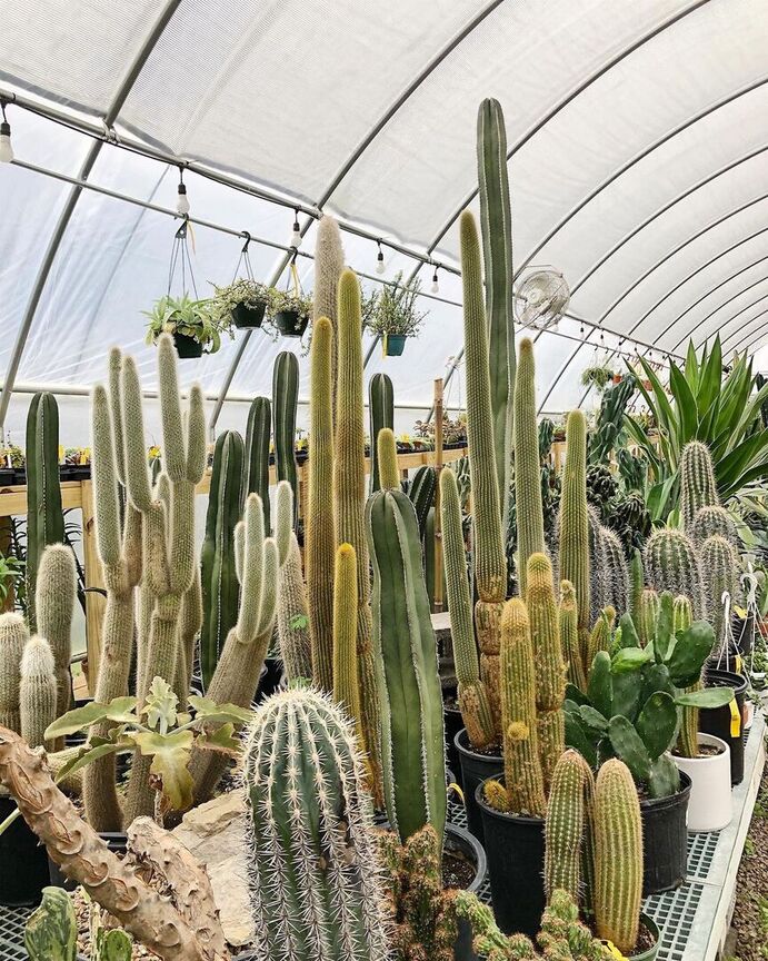 Hewitt Garden Center cactus in greenhouse