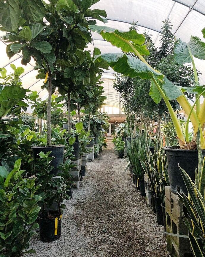 Hewitt Garden Center tall plants in greenhouse