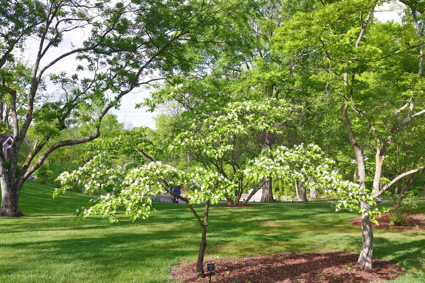 Trees at Cheekwood