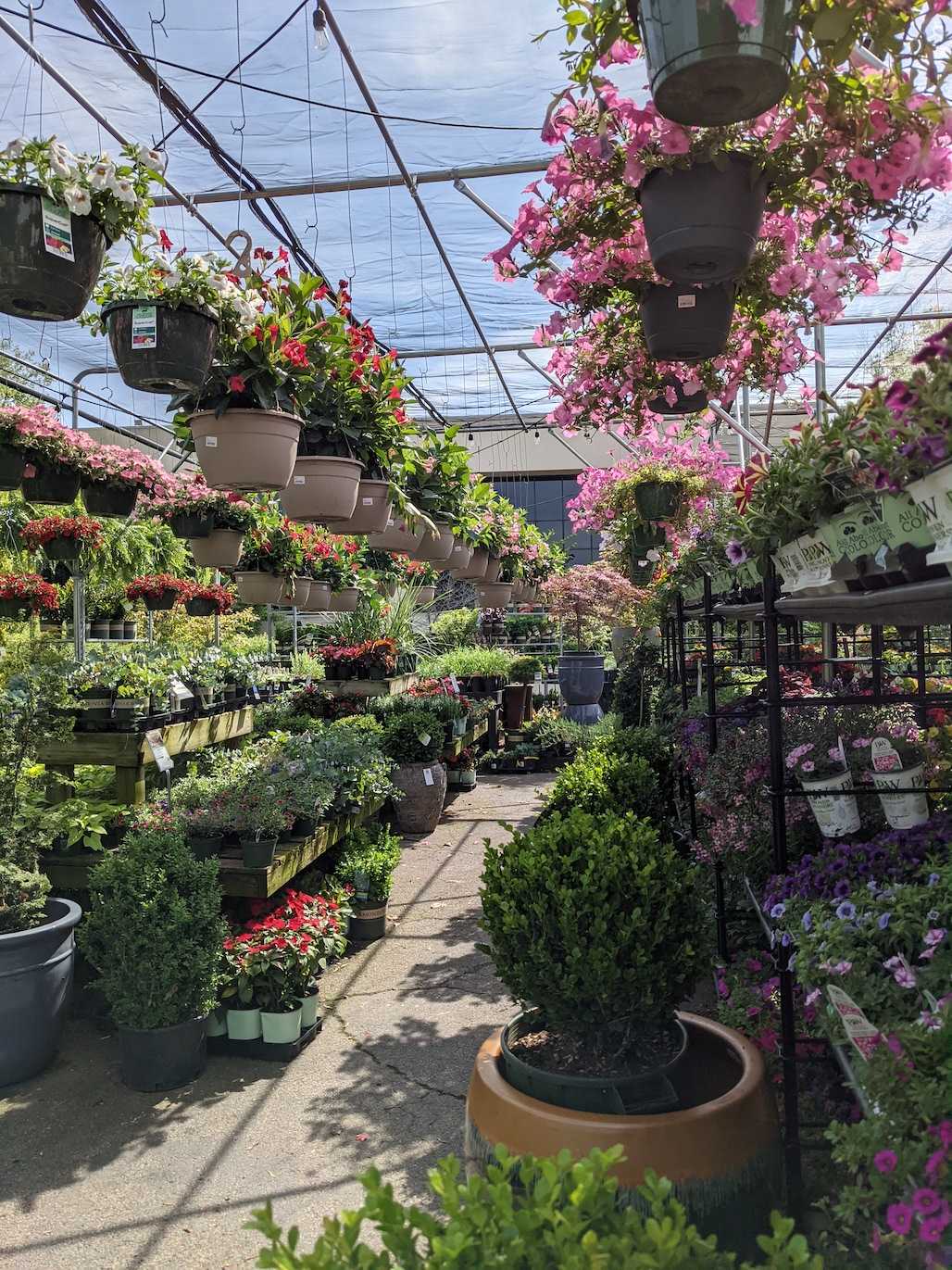 Flower Mart plants