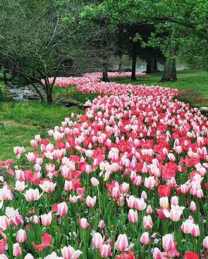 Cheekwood flowers in bloom