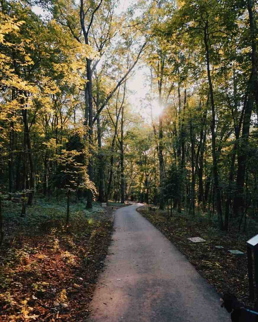 A path at Cheekwood in Belle Meade