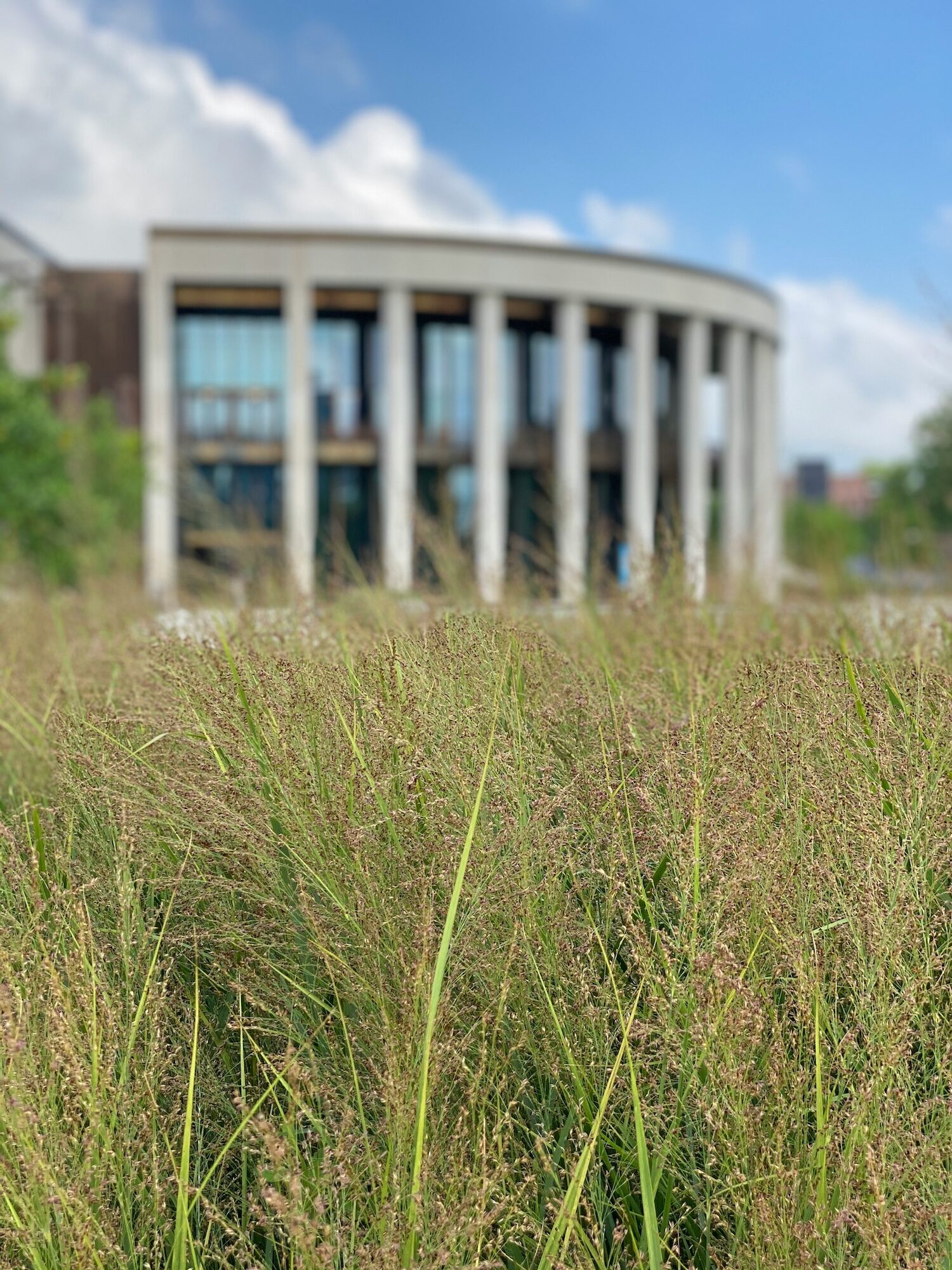 Tennessee State Museum high grass