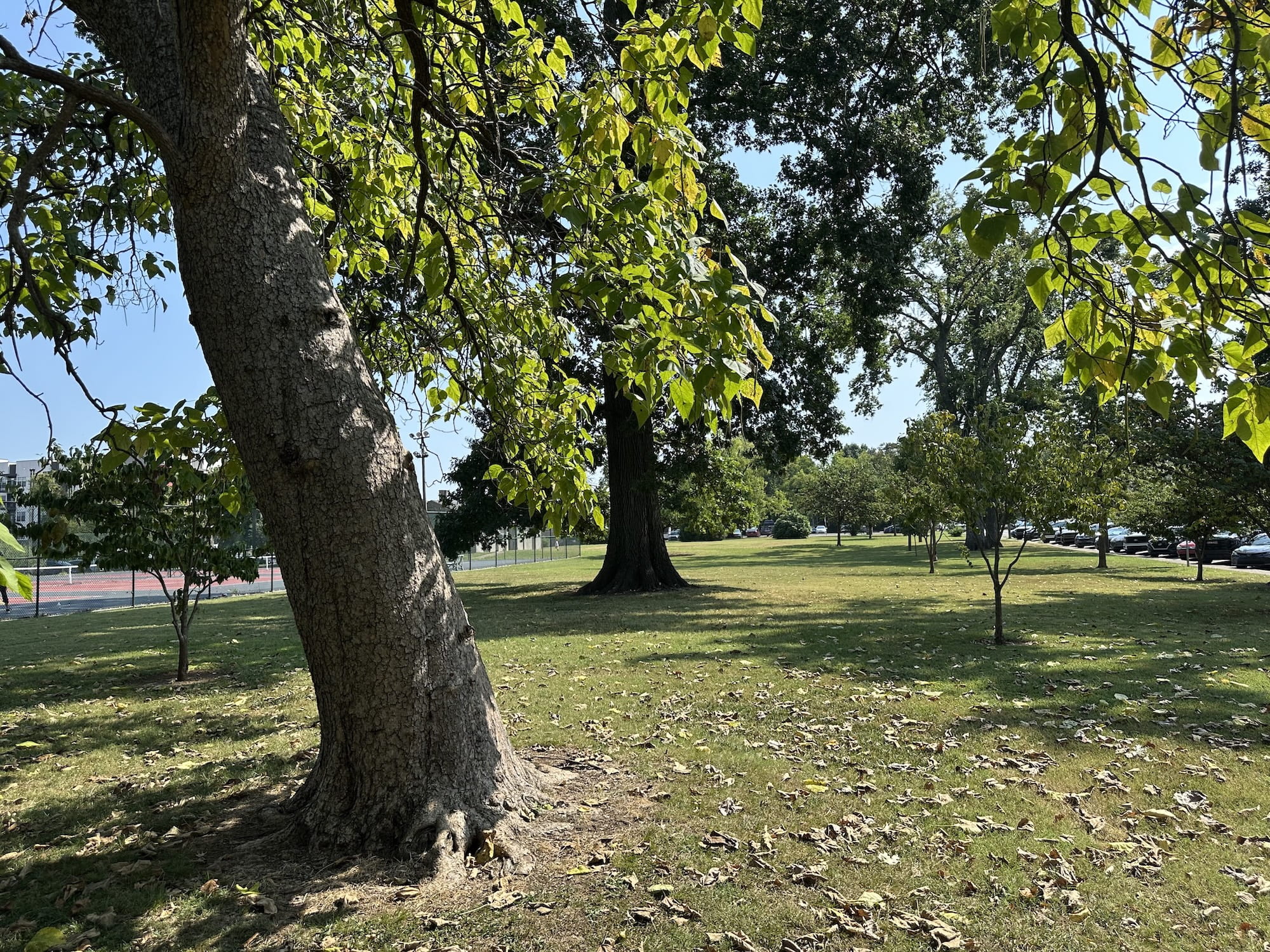 Beuatiful trees at a city park