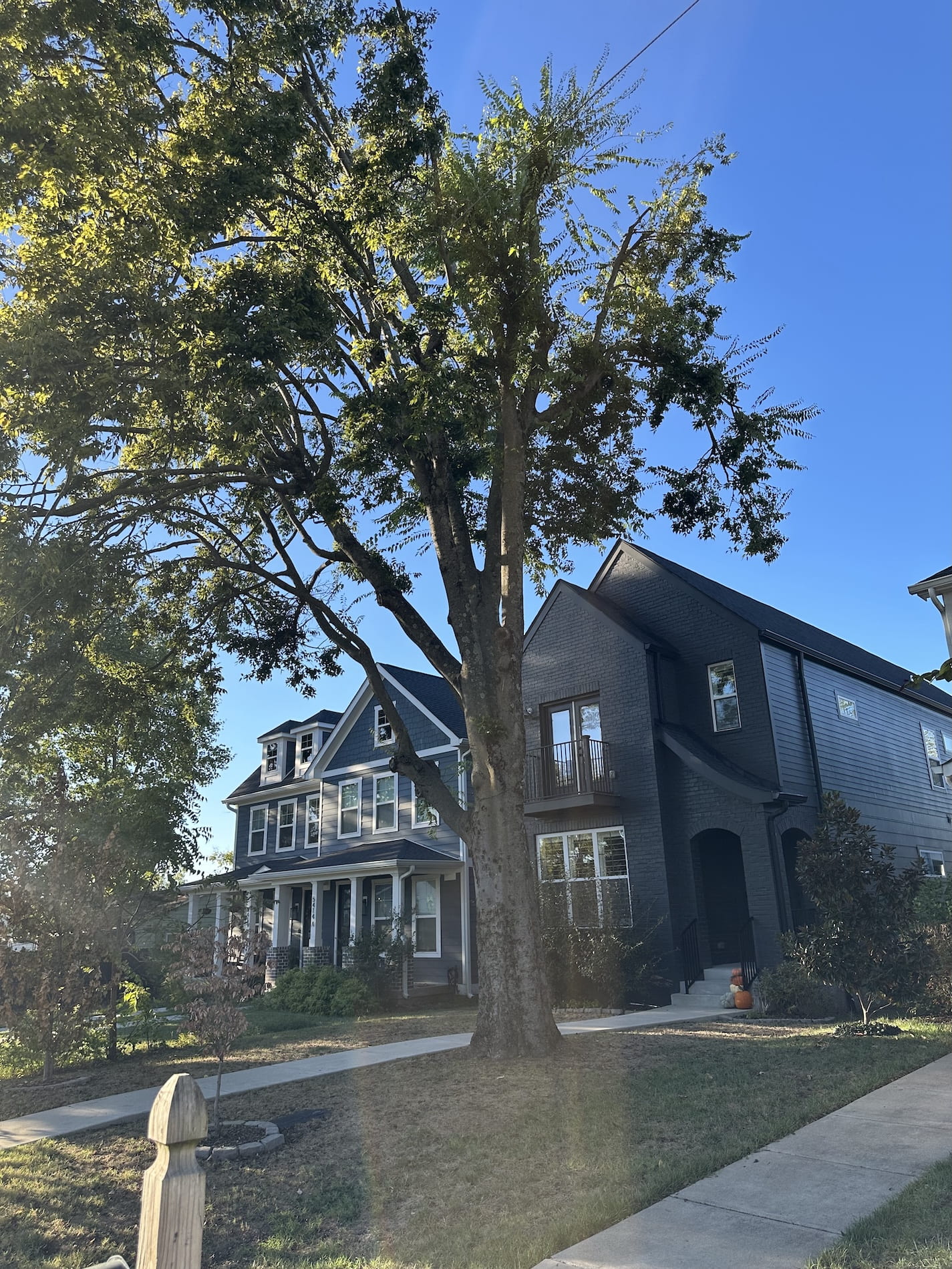 Two houses and a big tree