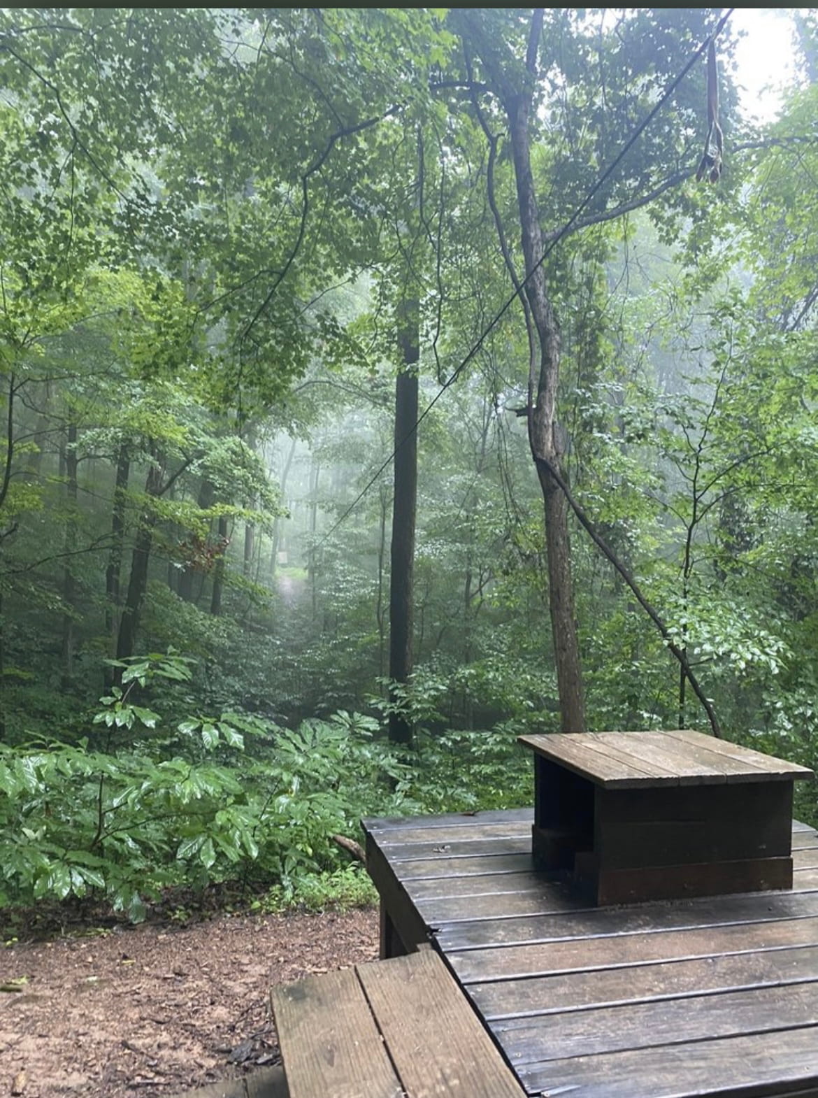 A zipline going through a forrest