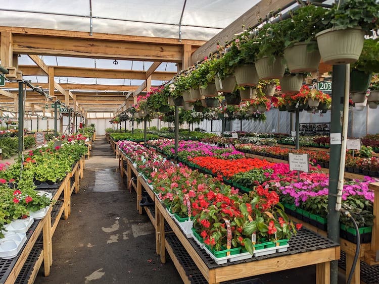 Colorful rows of flowers