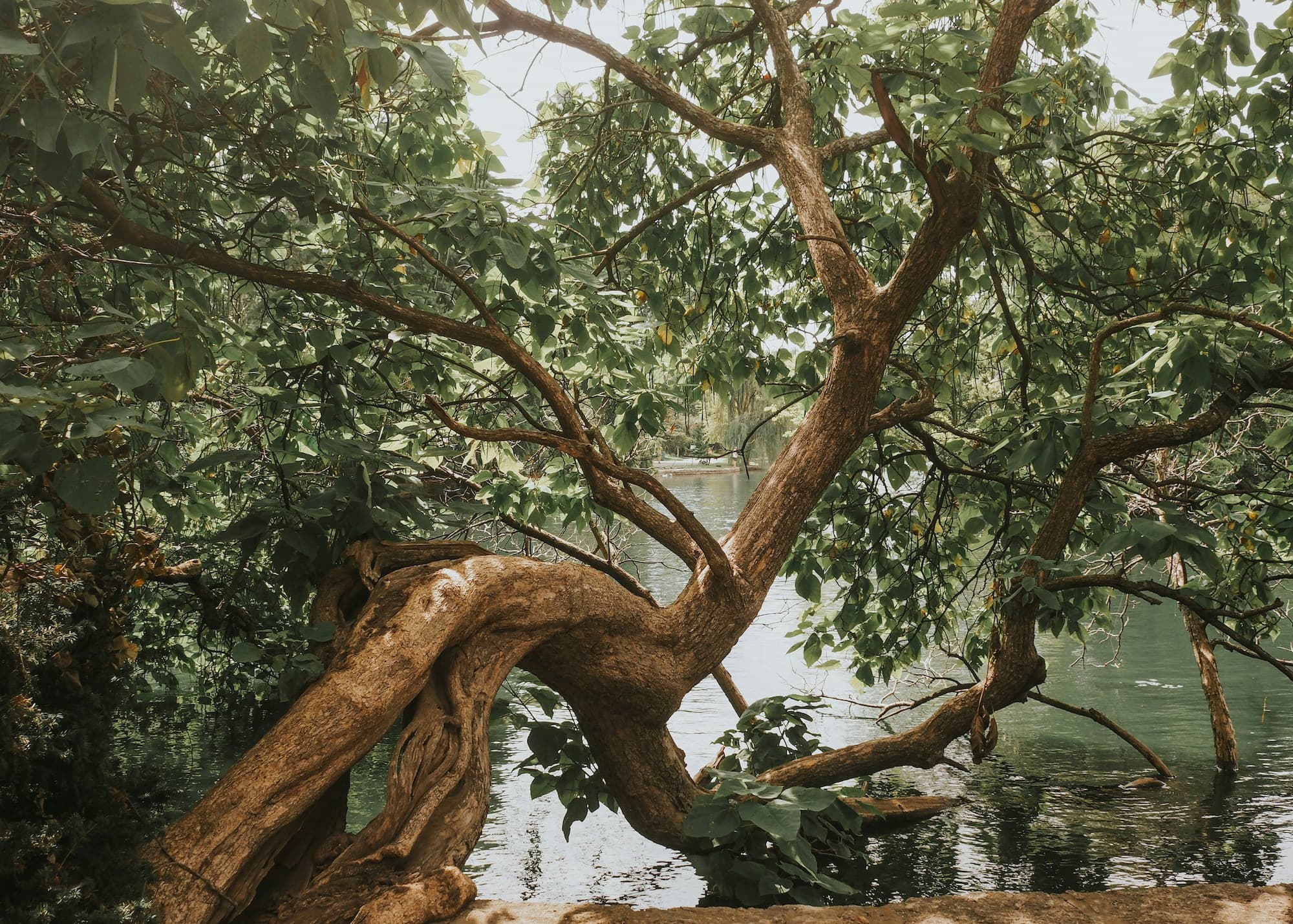 A cool tree by a pond