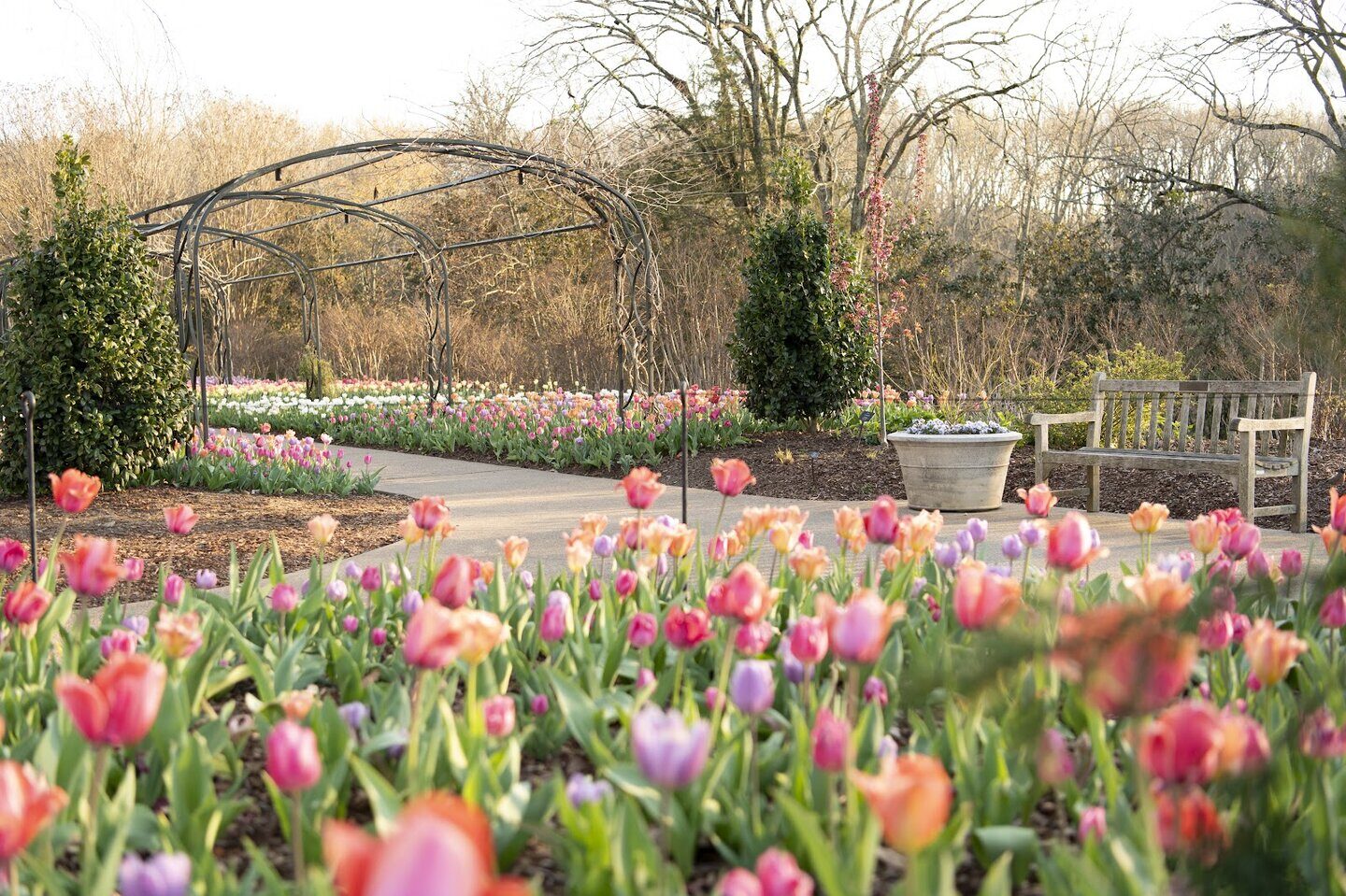 Cheekwood flowers and pathways