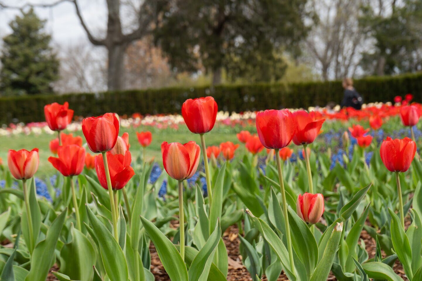 Red flowers