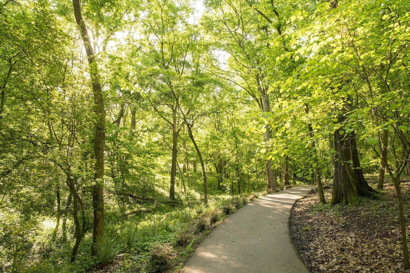 A beautiful shaded path
