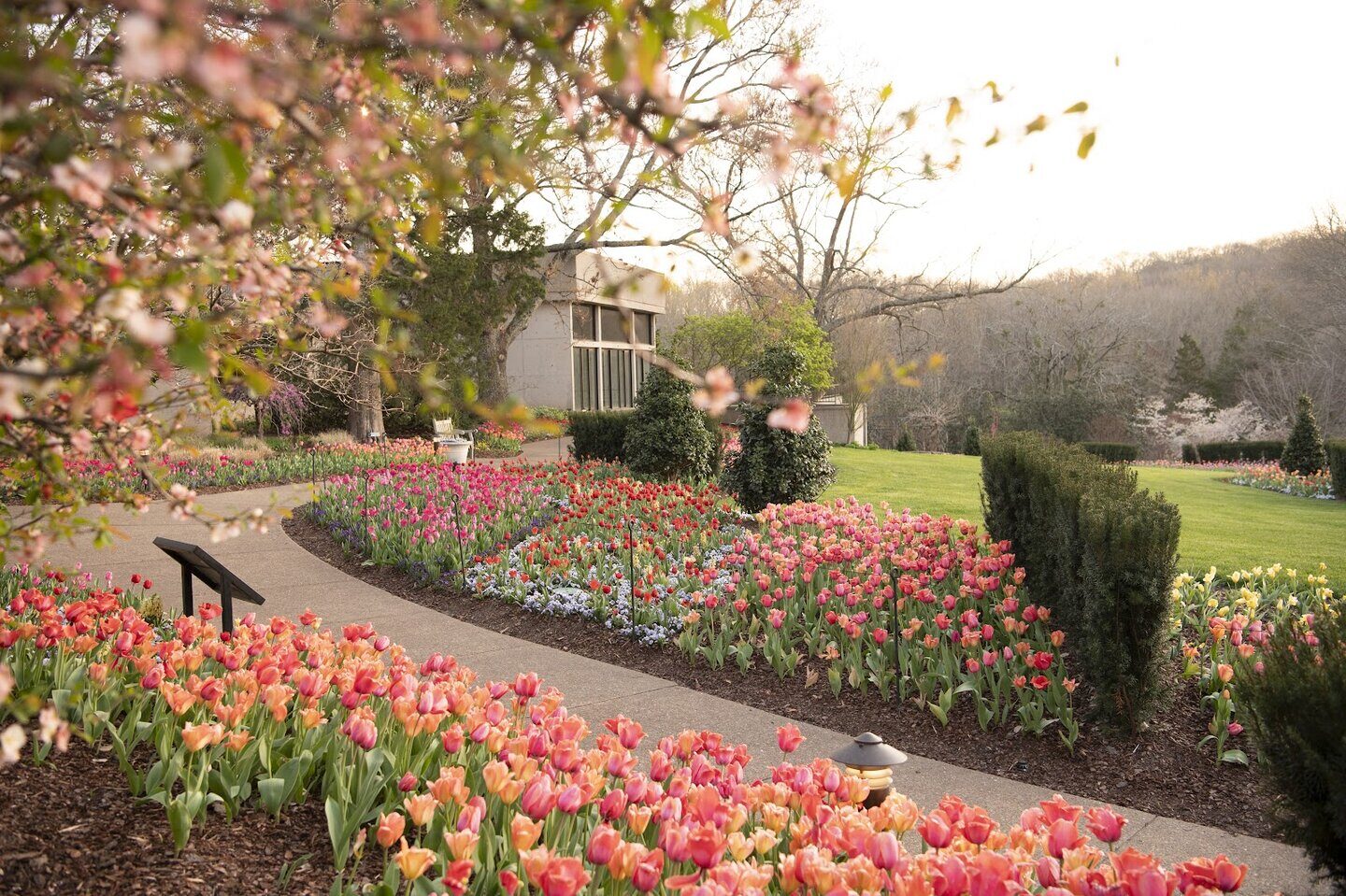 Cheekwood's tulips in the spring