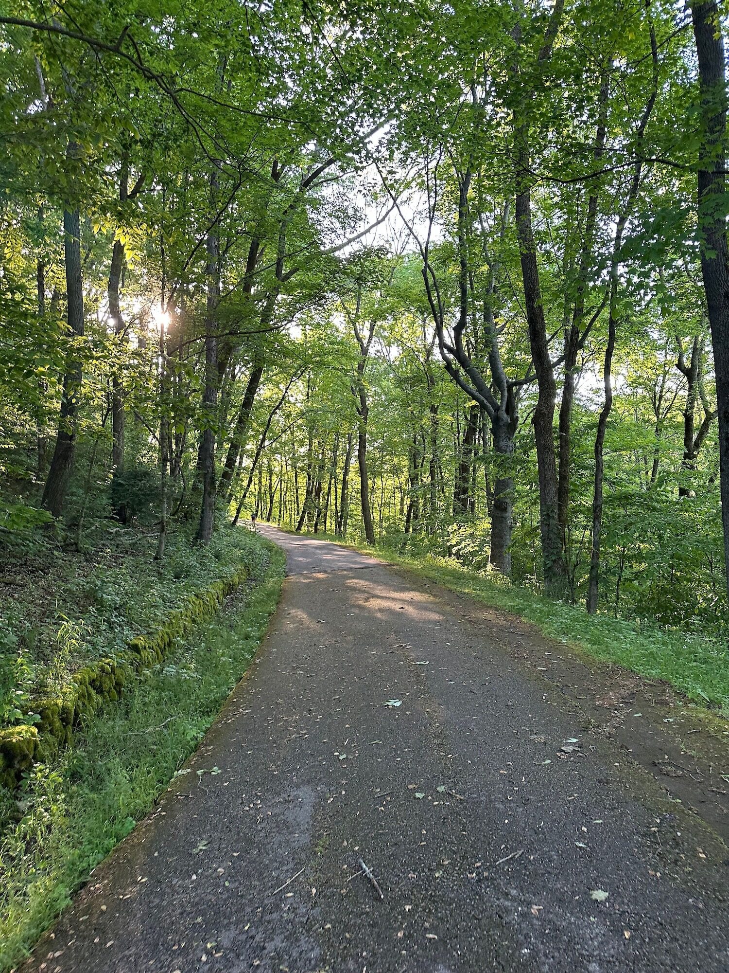 A path curving at Edwin Warner Park