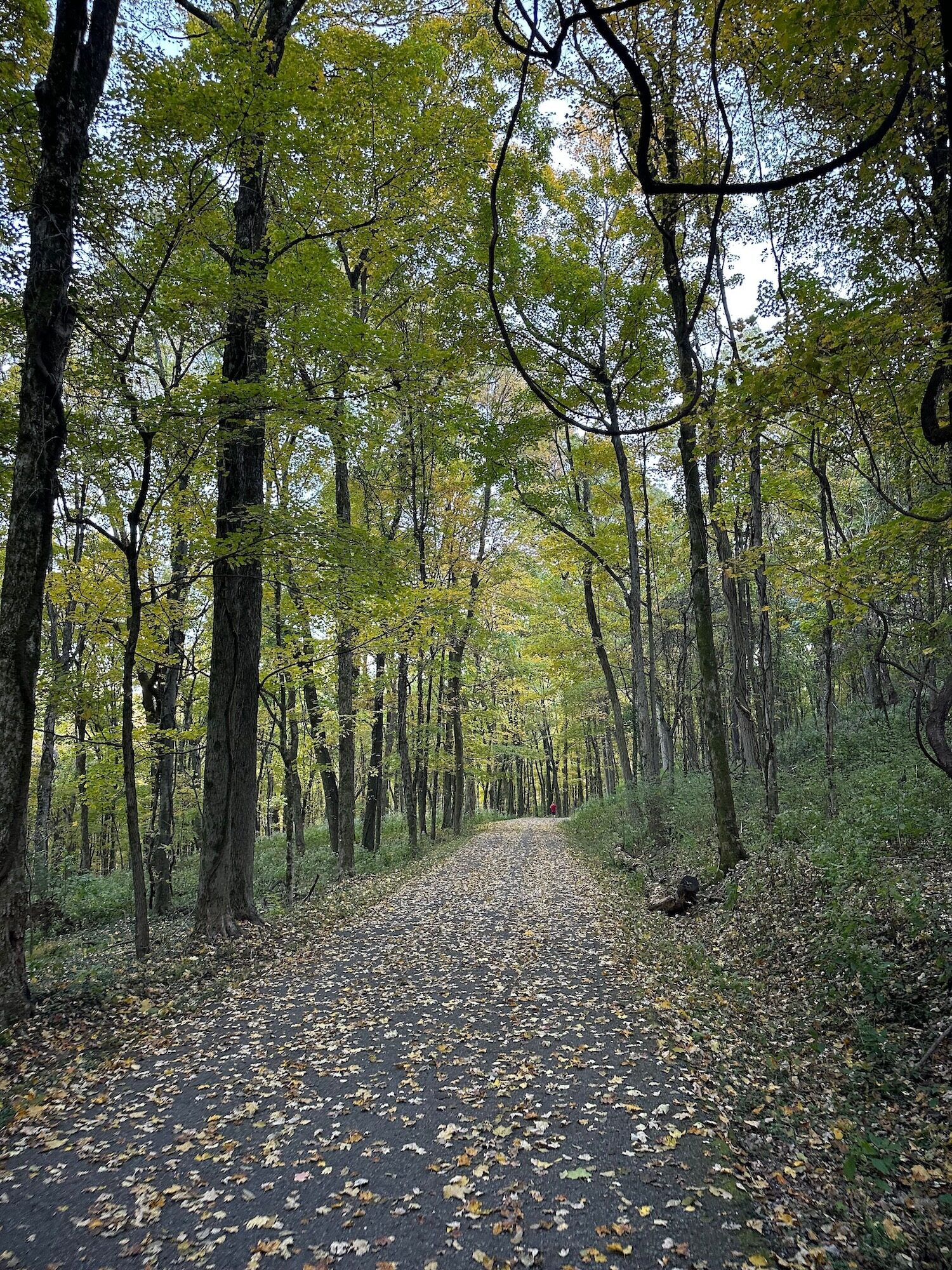 A beautiful trail with leaves at Percy Warner