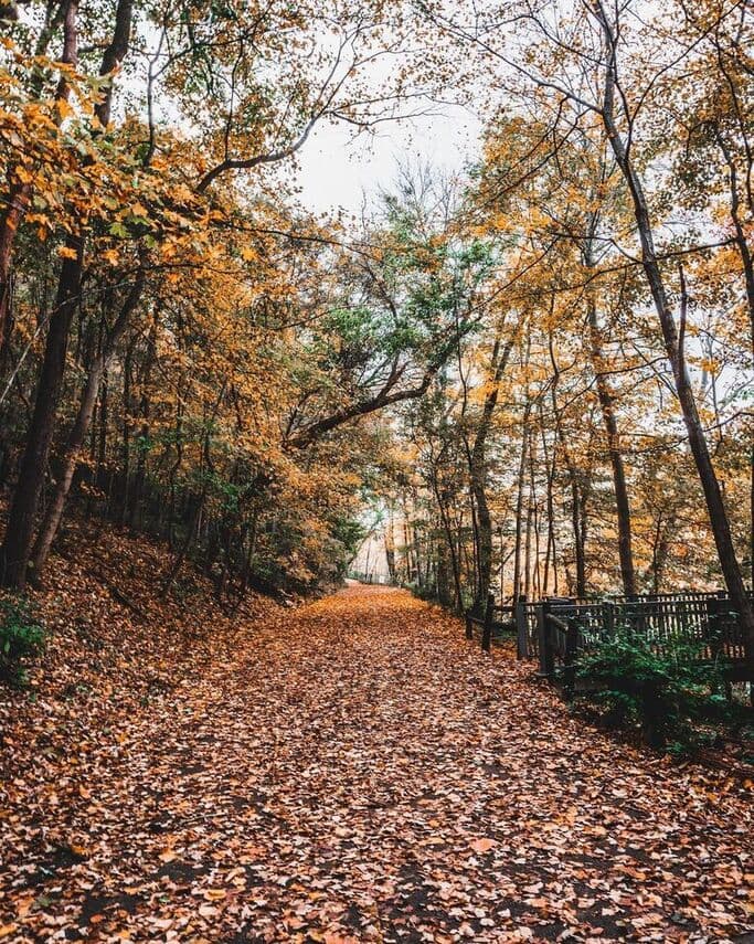 Radnor Lake fall leaves on path