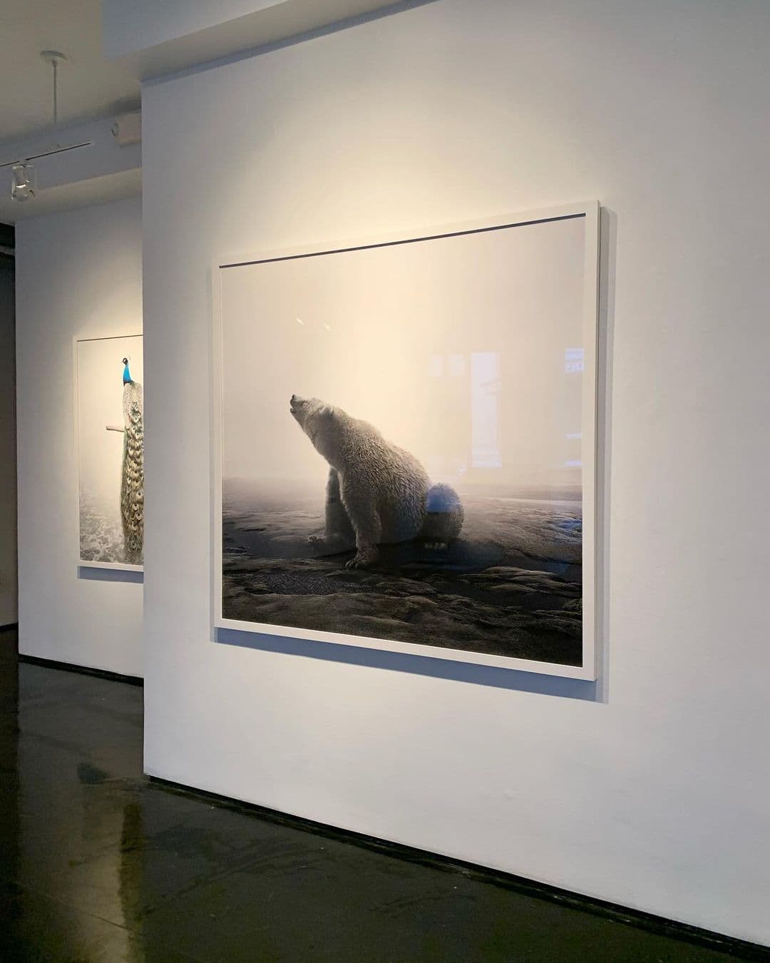 Alice Zilberberg's bear at Tinney Contemporary